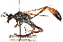  ( - CCDB-28925-A06)  @11 [ ] CreativeCommons - Attribution (2015) CBG Photography Group Centre for Biodiversity Genomics