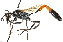 ( - CCDB-28925-B04)  @13 [ ] CreativeCommons - Attribution (2015) CBG Photography Group Centre for Biodiversity Genomics