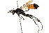  ( - CCDB-28925-C01)  @12 [ ] CreativeCommons - Attribution (2015) CBG Photography Group Centre for Biodiversity Genomics