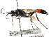  ( - CCDB-28925-D04)  @11 [ ] CreativeCommons - Attribution (2015) CBG Photography Group Centre for Biodiversity Genomics