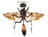  (Podalonia violaceipennis - CCDB-28925-D10)  @15 [ ] CreativeCommons - Attribution (2015) CBG Photography Group Centre for Biodiversity Genomics