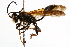  ( - CCDB-28925-F02)  @11 [ ] CreativeCommons - Attribution (2015) CBG Photography Group Centre for Biodiversity Genomics