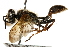  ( - CCDB-28925-F03)  @11 [ ] CreativeCommons - Attribution (2015) CBG Photography Group Centre for Biodiversity Genomics