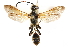  ( - CCDB-28925-F03)  @11 [ ] CreativeCommons - Attribution (2015) CBG Photography Group Centre for Biodiversity Genomics