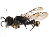  ( - CCDB-28925-F12)  @13 [ ] CreativeCommons - Attribution (2015) CBG Photography Group Centre for Biodiversity Genomics