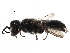  (Crabro hispidus - CCDB-28925-G01)  @14 [ ] CreativeCommons - Attribution (2015) CBG Photography Group Centre for Biodiversity Genomics