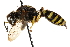  ( - CCDB-28925-G04)  @11 [ ] CreativeCommons - Attribution (2015) CBG Photography Group Centre for Biodiversity Genomics