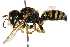  ( - CCDB-28925-G06)  @14 [ ] CreativeCommons - Attribution (2015) CBG Photography Group Centre for Biodiversity Genomics