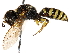  ( - CCDB-28925-G09)  @14 [ ] CreativeCommons - Attribution (2015) CBG Photography Group Centre for Biodiversity Genomics