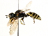  ( - CCDB-28925-G10)  @14 [ ] CreativeCommons - Attribution (2015) CBG Photography Group Centre for Biodiversity Genomics