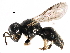  (Lindenius columbianus - CCDB-28925-G11)  @15 [ ] CreativeCommons - Attribution (2015) CBG Photography Group Centre for Biodiversity Genomics