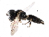  ( - CCDB-28925-G12)  @15 [ ] CreativeCommons - Attribution (2015) CBG Photography Group Centre for Biodiversity Genomics