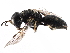  ( - CCDB-28925-H03)  @14 [ ] CreativeCommons - Attribution (2015) CBG Photography Group Centre for Biodiversity Genomics