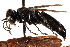  ( - CCDB-28925-H08)  @14 [ ] CreativeCommons - Attribution (2015) CBG Photography Group Centre for Biodiversity Genomics