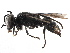  (Tachysphex alpestris - CCDB-28925-H09)  @15 [ ] CreativeCommons - Attribution (2015) CBG Photography Group Centre for Biodiversity Genomics