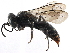  ( - CCDB-28925-H10)  @15 [ ] CreativeCommons - Attribution (2015) CBG Photography Group Centre for Biodiversity Genomics