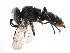  ( - CCDB-28925-H11)  @11 [ ] CreativeCommons - Attribution (2015) CBG Photography Group Centre for Biodiversity Genomics