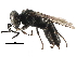 ( - CCDB-28926-A07)  @11 [ ] CreativeCommons - Attribution (2015) CBG Photography Group Centre for Biodiversity Genomics
