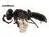  ( - CCDB-28926-A08)  @11 [ ] CreativeCommons - Attribution (2015) CBG Photography Group Centre for Biodiversity Genomics
