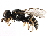  (Oxybelus emarginatus - CCDB-28926-C11)  @15 [ ] CreativeCommons - Attribution (2015) CBG Photography Group Centre for Biodiversity Genomics