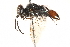  (Astata bakeri - CCDB-28926-D02)  @14 [ ] CreativeCommons - Attribution (2015) CBG Photography Group Centre for Biodiversity Genomics