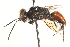  ( - CCDB-28926-D08)  @11 [ ] CreativeCommons - Attribution (2015) CBG Photography Group Centre for Biodiversity Genomics