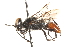  ( - CCDB-28926-D11)  @11 [ ] CreativeCommons - Attribution (2015) CBG Photography Group Centre for Biodiversity Genomics