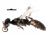  (Parammoplanus - CCDB-28926-E03)  @13 [ ] CreativeCommons - Attribution (2015) CBG Photography Group Centre for Biodiversity Genomics
