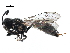  ( - CCDB-28926-E11)  @11 [ ] CreativeCommons - Attribution (2015) CBG Photography Group Centre for Biodiversity Genomics