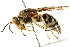  ( - CCDB-28926-H10)  @14 [ ] CreativeCommons - Attribution (2015) CBG Photography Group Centre for Biodiversity Genomics