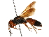 ( - CCDB-28927-B12)  @14 [ ] CreativeCommons - Attribution (2015) CBG Photography Group Centre for Biodiversity Genomics