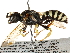  ( - CCDB-28927-C05)  @11 [ ] CreativeCommons - Attribution (2015) CBG Photography Group Centre for Biodiversity Genomics