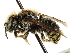  (Anthidium palliventre - CCDB-28927-G02)  @13 [ ] CreativeCommons - Attribution (2015) CBG Photography Group Centre for Biodiversity Genomics