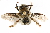  ( - CCDB-28927-G07)  @11 [ ] CreativeCommons - Attribution (2015) CBG Photography Group Centre for Biodiversity Genomics