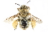  ( - CCDB-28927-G08)  @14 [ ] CreativeCommons - Attribution (2015) CBG Photography Group Centre for Biodiversity Genomics