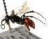  (Priocnemis notha - CCDB-28927-H10)  @11 [ ] CreativeCommons - Attribution (2015) CBG Photography Group Centre for Biodiversity Genomics