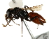  ( - CCDB-28927-H11)  @11 [ ] CreativeCommons - Attribution (2015) CBG Photography Group Centre for Biodiversity Genomics