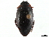  ( - CCDB-35813-D05)  @11 [ ] CreativeCommons - Attribution (2020) CBG Photography Group Centre for Biodiversity Genomics