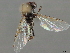  (Bibio vestitus - CCDB-35814-A12)  @11 [ ] CreativeCommons - Attribution (2020) CBG Photography Group Centre for Biodiversity Genomics