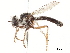  ( - CCDB-35814-D02)  @11 [ ] CreativeCommons - Attribution (2020) CBG Photography Group Centre for Biodiversity Genomics