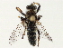  ( - CCDB-35814-D03)  @11 [ ] CreativeCommons - Attribution (2020) CBG Photography Group Centre for Biodiversity Genomics