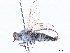  (Acrosathe vialis - CCDB-35814-E01)  @11 [ ] CreativeCommons - Attribution (2020) CBG Photography Group Centre for Biodiversity Genomics