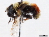  ( - CCDB-35814-H09)  @11 [ ] CreativeCommons - Attribution (2020) CBG Photography Group Centre for Biodiversity Genomics