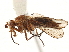  (Paradryomyza setosa - CCDB-35914-A04)  @11 [ ] CreativeCommons - Attribution (2020) CBG Photography Group Centre for Biodiversity Genomics