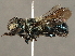  ( - CCDB-35915-B03)  @11 [ ] CreativeCommons - Attribution (2020) CBG Photography Group Centre for Biodiversity Genomics