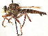  ( - CCDB-35915-F01)  @11 [ ] CreativeCommons - Attribution (2020) CBG Photography Group Centre for Biodiversity Genomics