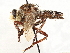  ( - CCDB-35915-F02)  @11 [ ] CreativeCommons - Attribution (2020) CBG Photography Group Centre for Biodiversity Genomics