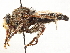  ( - CCDB-35915-F03)  @11 [ ] CreativeCommons - Attribution (2020) CBG Photography Group Centre for Biodiversity Genomics