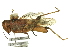  ( - BIOUG02791-A12)  @11 [ ] CreativeCommons - Attribution (2012) CBG Photography Group Centre for Biodiversity Genomics