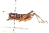  (Melanoplus confusus - BIOUG02790-E12)  @14 [ ] CreativeCommons - Attribution (2012) CBG Photography Group Centre for Biodiversity Genomics